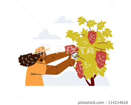 Work in the vineyard. A woman prunes grapes. Vector illustration. 114214628
