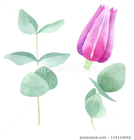 Clematis flowers and eucalyptus bundle isolated on white. Watercolor hand drawn floral greenery clipart elements. Botanical illustration set for greeting cards, wedding invitations, packaging Clematis flowers and eucalyptus bundle isolated on white. Watercolor hand drawn floral greenery clipart elements. Botanical illustration set for greeting cards, wedding invitations, packaging 114214648