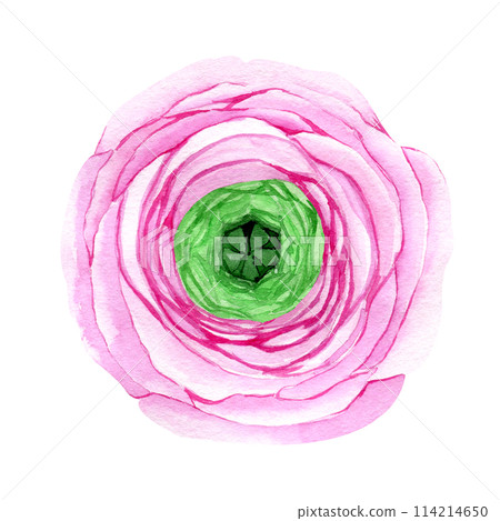 Watercolor hand drawn pink ranunculus flower isolated on white background. Botanical illustration of buttercup. Floral clipart for greeting cards, wedding invitations, packaging, scrapbooking Watercolor hand drawn pink ranunculus flower isolated on white background. Botanical illustration of buttercup. Floral clipart for greeting cards, wedding invitations, packaging, scrapbooking 114214650