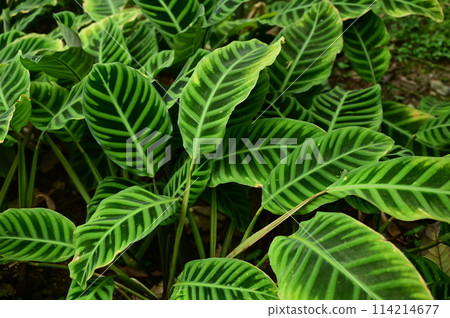 Calathea Zebrina Humiliol（天南星科） 114214677