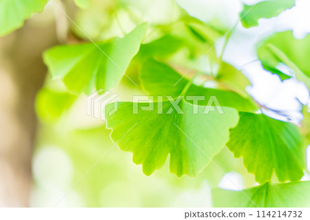 Fresh green ginkgo 114214732