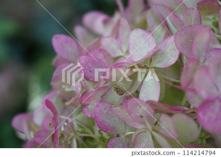 Pink hydrangea Pink hydrangea 114214794