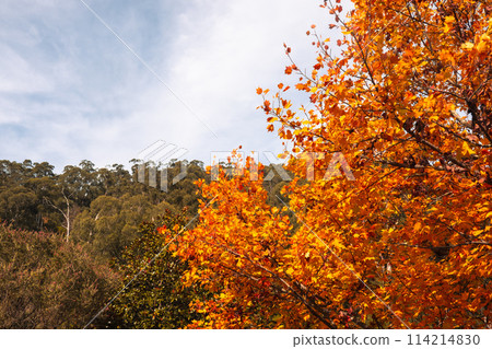 Lilydale to Warburton Rail Trail in Australia 114214830