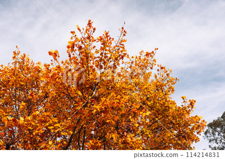 Lilydale to Warburton Rail Trail in Australia 114214831