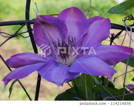 Clematis Clematis 114214836