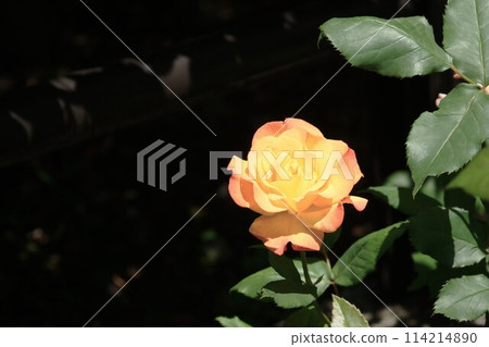 Orange rose flower 114214890