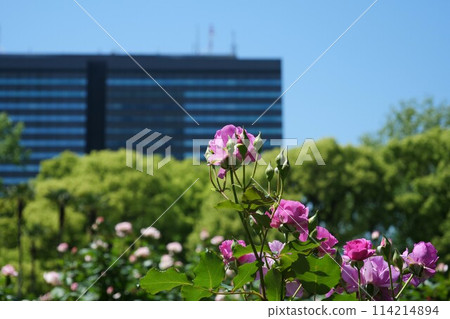Pink rose flowers Pink rose flowers 114214894