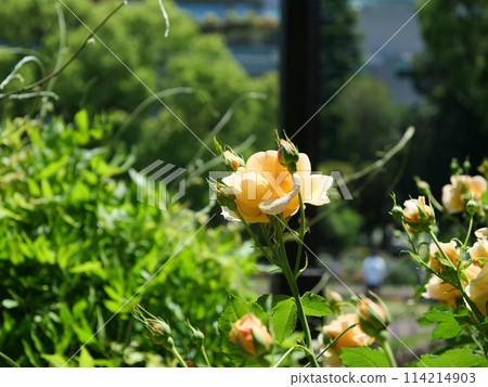 Orange rose flower Orange rose flower 114214903