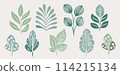 Tropical vector leaves collection, set. Green Vector isolated elements on the white background. leaf silhouettes flat style Tropical vector leaves collection, set. Green Vector isolated elements on the white background. leaf silhouettes flat style 114215134