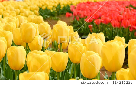 黃色鬱金香和紅色鬱金香形成的曲線（水平構圖） 114215223