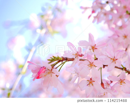 盛開的櫻花盛開 盛開的櫻花盛開 114215488