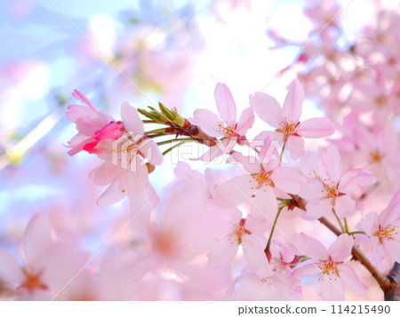 盛開的櫻花盛開 114215490