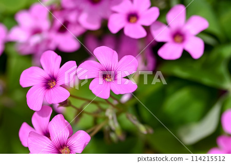 酢漿articulata 酢漿articulata 114215512