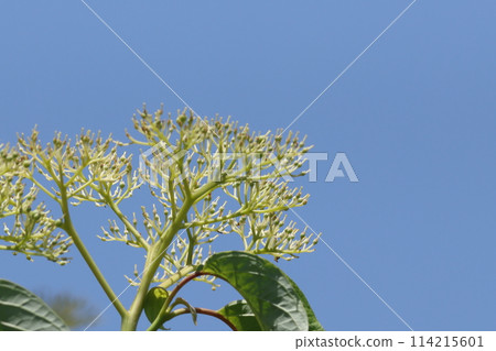 山茱萸芽開著白色的花朵，在藍天的襯托下閃閃發光 114215601