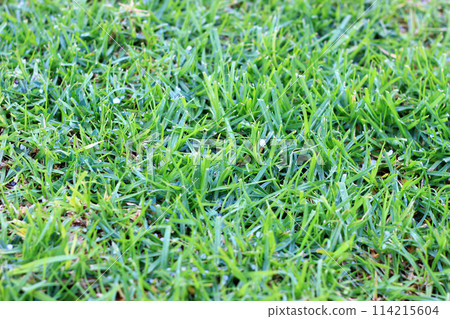 Photographed outdoors on the ground after a sudden hailstorm 114215604