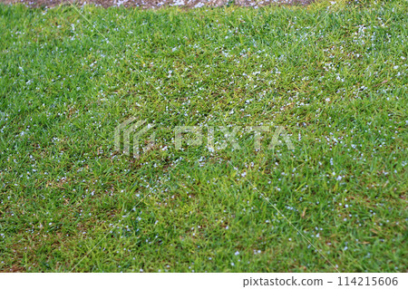 拍攝在戶外忽然下起了冰雹後的地面 114215606