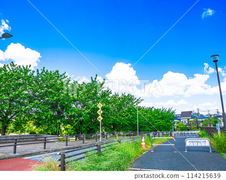 五月陽光明媚的中川堤防 114215639