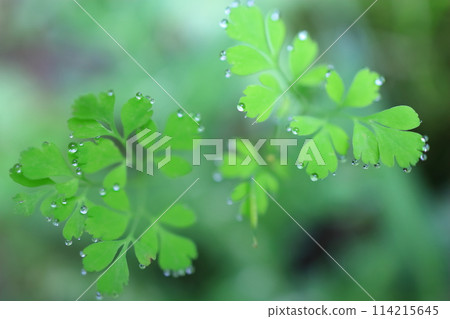 葉子上的芽 葉子上的芽 114215645
