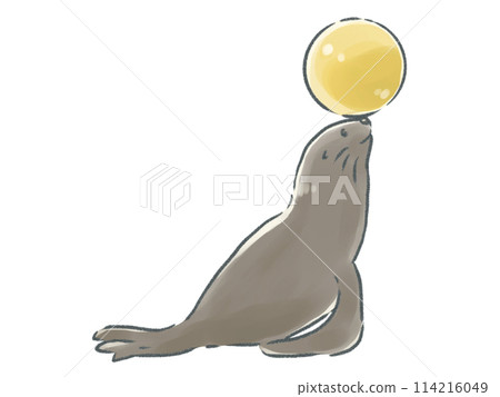 Sea lion with ball on its nose 114216049
