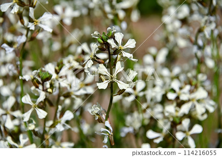 Arugula flowers Arugula flowers 114216055