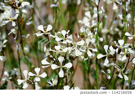 Arugula flowers 114216056