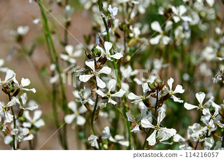 Arugula flowers Arugula flowers 114216057