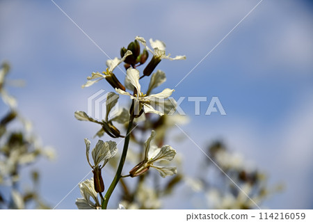芝麻菜花 芝麻菜花 114216059