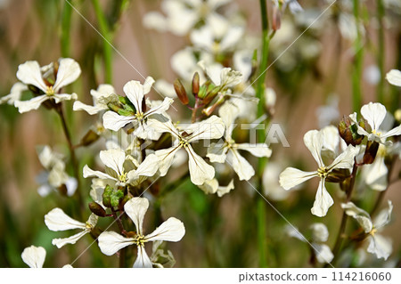 Arugula flowers 114216060