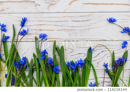 Blue scilla flowers on white wooden background Blue scilla flowers on white wooden background 114216144