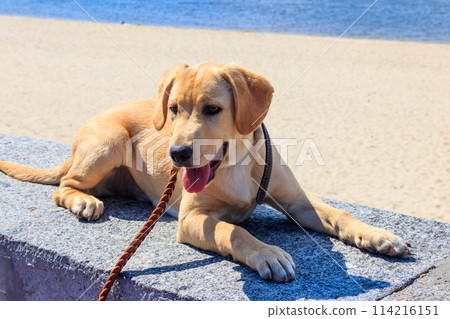 Portrait of a labrador retriever puppy on a parapet near a beach 114216151