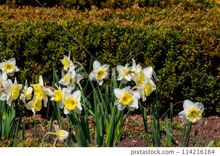 Daffodil flowers in a garden. Beautiful narcissus on flowerbed 114216164