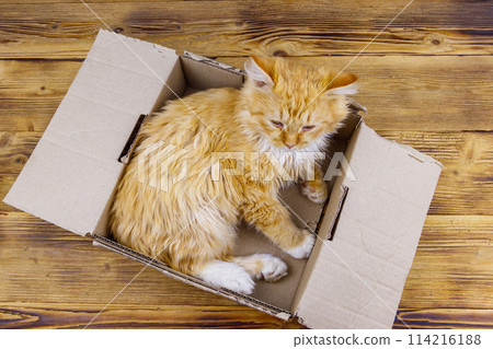 Ginger cat in cardboard box on wooden background Ginger cat in cardboard box on wooden background 114216188