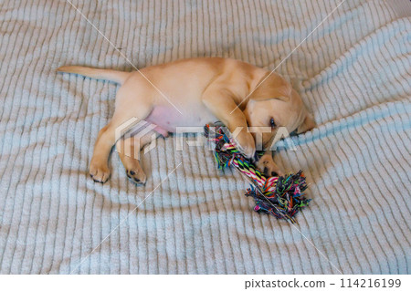 Labrador retriever puppy playing with colorful rope toy Labrador retriever puppy playing with colorful rope toy 114216199