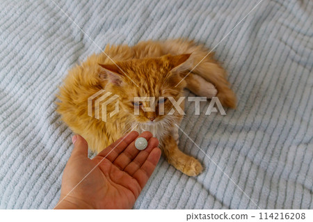 Ginger cat getting a pill from female hand. Concept of taking medicines or vitamins for animals, veterinary medicine, pet care Ginger cat getting a pill from female hand. Concept of taking medicines or vitamins for animals, veterinary medicine, pet care 114216208