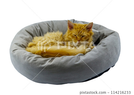 Ginger cat lying in comfortable pet bed isolated on white background 114216233