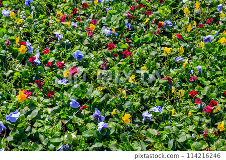 Flowerbed of multicolored pansy flowers (Viola Tricolor) 114216246