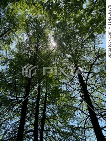 秋葉（綠葉） 114216279