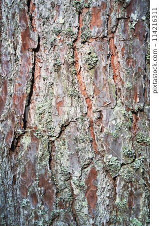 Pine bark close-up. 114216311