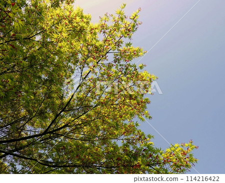 Spring scenery, the season for beautiful photos 114216422