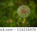  Dandelion 114216476