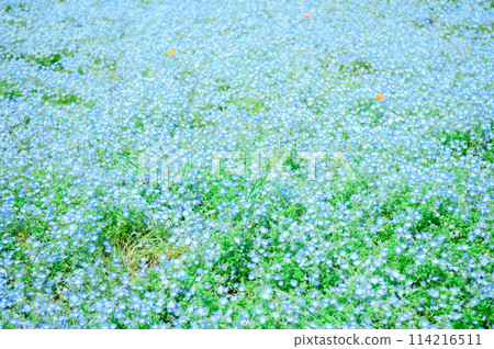 足立區舍人公園 Nemophila 114216511