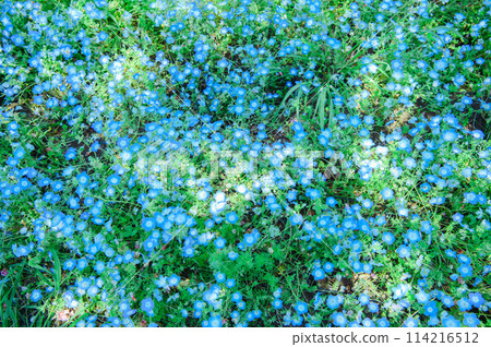 足立區舍人公園 Nemophila 114216512