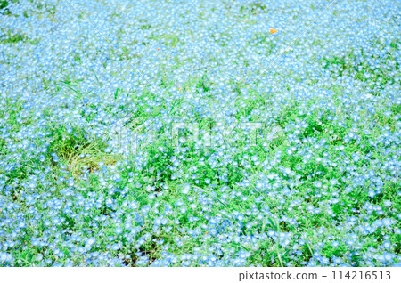 足立區舍人公園 Nemophila 114216513