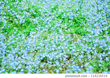 足立區舍人公園 Nemophila 足立區舍人公園 Nemophila 114216514