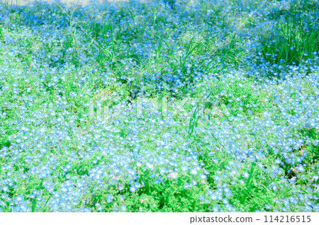 Adachi Ward, Toneri Park, Nemophila 114216515