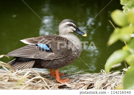 可愛的鴨子在美麗的水邊，放鬆又治愈 114216540