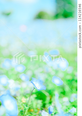 足立區舍人公園 Nemophila 足立區舍人公園 Nemophila 114216546