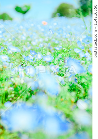Adachi Ward, Toneri Park, Nemophila 114216550