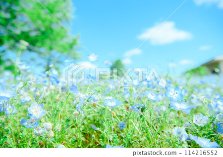 足立區舍人公園 Nemophila 足立區舍人公園 Nemophila 114216552