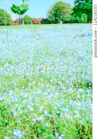足立區舍人公園 Nemophila 足立區舍人公園 Nemophila 114216555